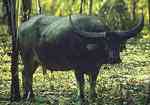 water buffalo
