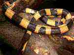 yellow banded krait - also can be white banded banded