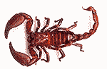South East Asian scorpion