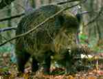 wild pig